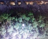 217 CAMELLIA DRIVE, INDIAN LAKE ESTATES, Florida 33855, ,Land,For Sale,CAMELLIA,O5956841