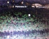 1013 POINCIANA DRIVE, INDIAN LAKE ESTATES, Florida 33855, ,Land,For Sale,POINCIANA,O5957155