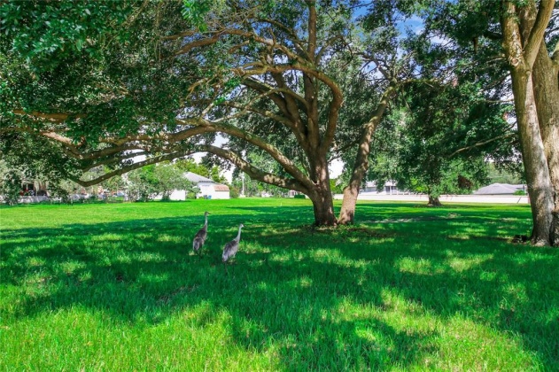 151 LAKEVIEW BOULEVARD, LAKE ALFRED, Florida 33850, 3 Bedrooms Bedrooms, ,3 BathroomsBathrooms,Residential,For Sale,LAKEVIEW,P4917458