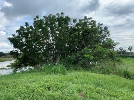 108 CALADIUM AVENUE, LAKE ALFRED, Florida 33850, ,Land,For Sale,CALADIUM,L4925541