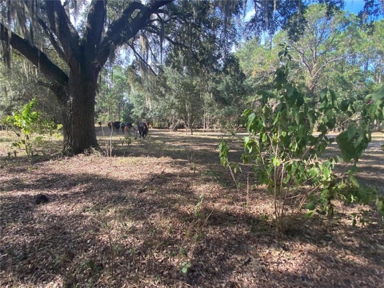 CAMP MACK ROAD, LAKE WALES, Florida 33898, ,Land,For Sale,CAMP MACK,P4918017