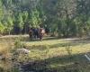 CAMP MACK ROAD, LAKE WALES, Florida 33898, ,Land,For Sale,CAMP MACK,P4918017