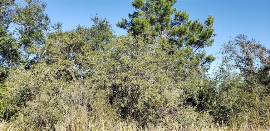 0 LIGHTHOUSE AVENUE, LAKE WALES, Florida 33859, ,Land,For Sale,LIGHTHOUSE,S5061058