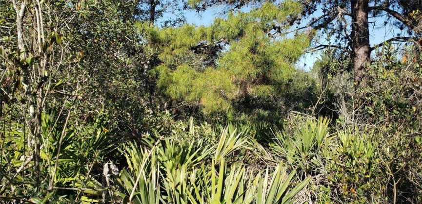 0 LIGHTHOUSE AVENUE, LAKE WALES, Florida 33859, ,Land,For Sale,LIGHTHOUSE,S5061058