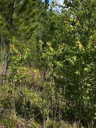 0 EVERGREEN BOULEVARD, POLK CITY, Florida 33868, ,Land,For Sale,EVERGREEN,G5040585