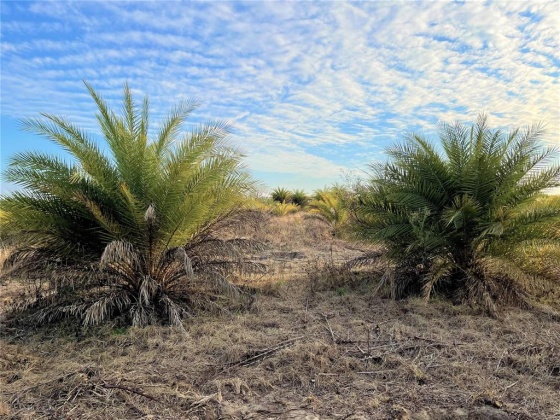 BUFFUM CHURCH ROAD, FORT MEADE, Florida 33841, ,Land,For Sale,BUFFUM CHURCH,L4927875
