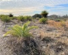 BUFFUM CHURCH ROAD, FORT MEADE, Florida 33841, ,Land,For Sale,BUFFUM CHURCH,L4927875
