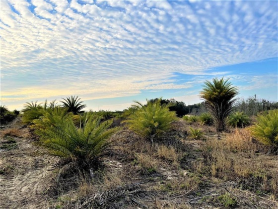 BUFFUM CHURCH ROAD, FORT MEADE, Florida 33841, ,Land,For Sale,BUFFUM CHURCH,L4927875