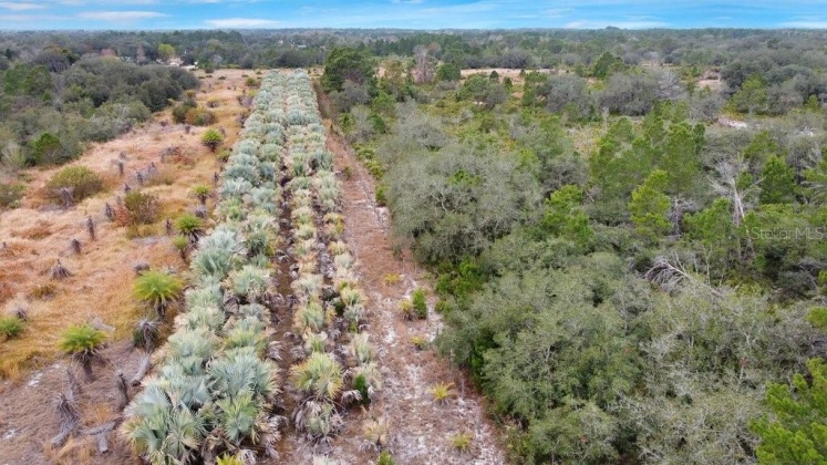 EAGLE PATH, FROSTPROOF, Florida 33843, ,Land,For Sale,EAGLE,O6004531