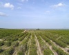 SCENIC HIGHWAY, FROSTPROOF, Florida 33843, ,Land,For Sale,SCENIC,K4901378