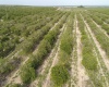SCENIC HIGHWAY, FROSTPROOF, Florida 33843, ,Land,For Sale,SCENIC,K4901378