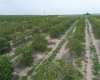 SCENIC HIGHWAY, FROSTPROOF, Florida 33843, ,Land,For Sale,SCENIC,K4901378