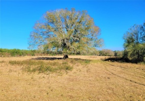 LAKE BUFFUM ROAD, FORT MEADE, Florida 33841, ,Land,For Sale,LAKE BUFFUM,B4900957