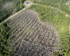 704 HIDDEN PALMS DRIVE, DAVENPORT, Florida 33897, ,Land,For Sale,HIDDEN PALMS,O6009950