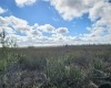 LAKE LOWERY ROAD, HAINES CITY, Florida 33844, ,Land,For Sale,LAKE LOWERY,O6011960