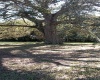 364 CAROLINA AVENUE, LAKE ALFRED, Florida 33850, ,Land,For Sale,CAROLINA,O6011148