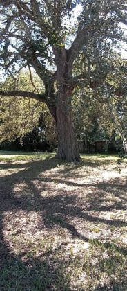 364 CAROLINA AVENUE, LAKE ALFRED, Florida 33850, ,Land,For Sale,CAROLINA,O6011148